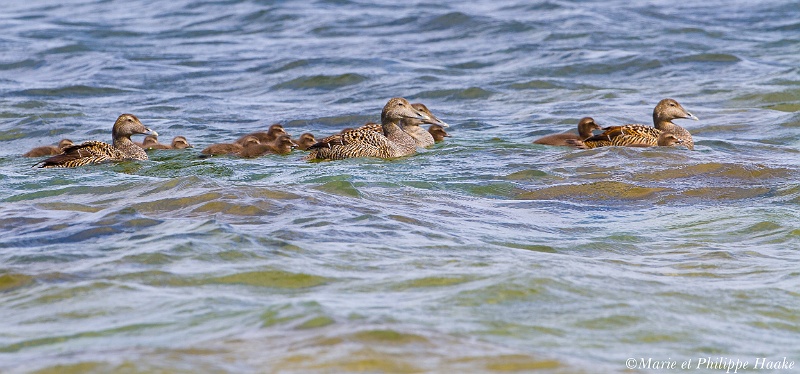 Eider a duvet 8482_wm.jpg - Eider à duvet, Common Eider, Somateria mollissima: on voit souvent de petits groupes de femelles avec leurs poussins, qui apprennent à plonger et pêcher ensemble sous la surveillance des femelles, là où il y a peu de fond (Öland, Suède, juin 2011)